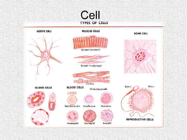 Cell 