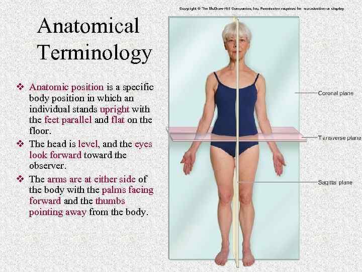 Anatomical Terminology v Anatomic position is a specific body position in which an individual