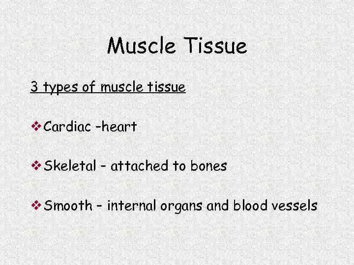 Muscle Tissue 3 types of muscle tissue v Cardiac –heart v Skeletal – attached