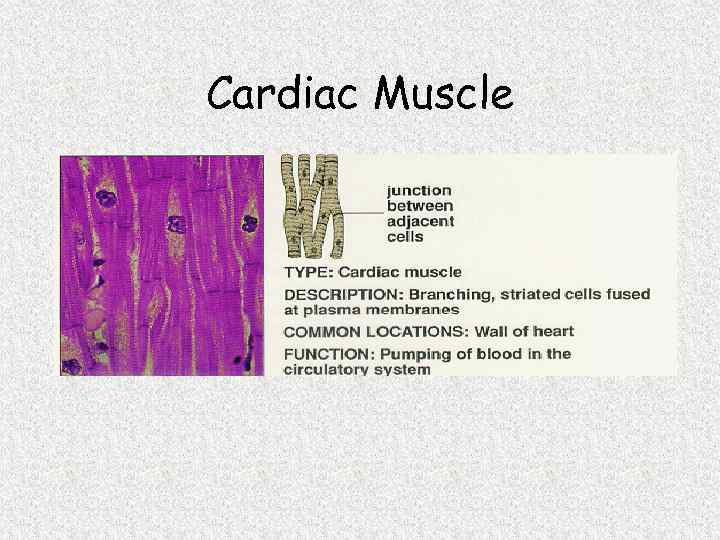 Cardiac Muscle 