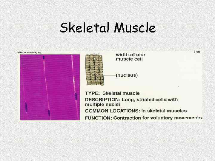 Skeletal Muscle 