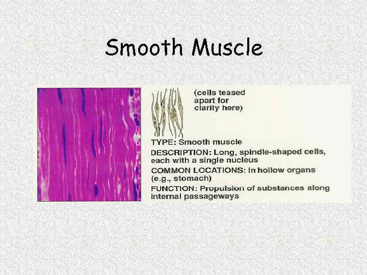 Smooth Muscle 