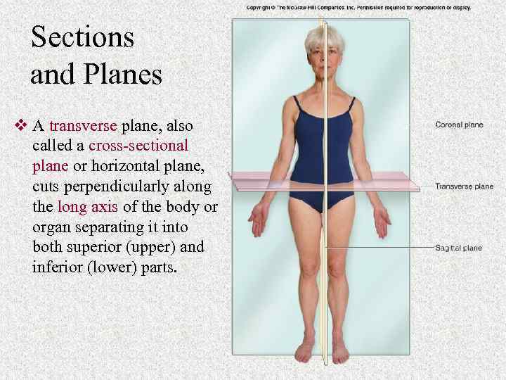 Sections and Planes v A transverse plane, also called a cross-sectional plane or horizontal