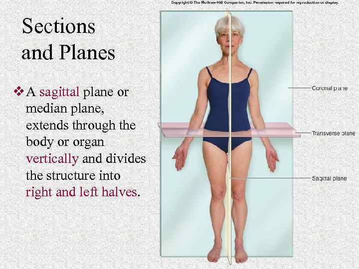 Sections and Planes v A sagittal plane or median plane, extends through the body