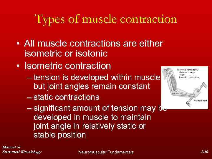 Types of muscle contraction • All muscle contractions are either isometric or isotonic •