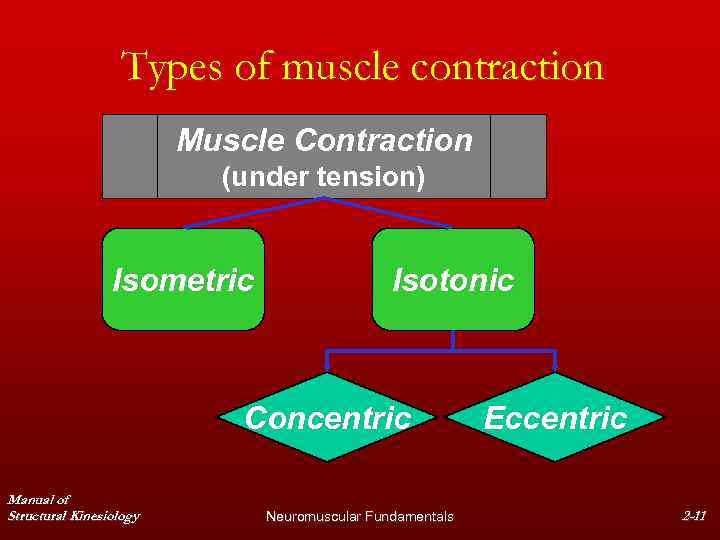 Types of muscle contraction Muscle Contraction (under tension) Isometric Isotonic Concentric Manual of Structural