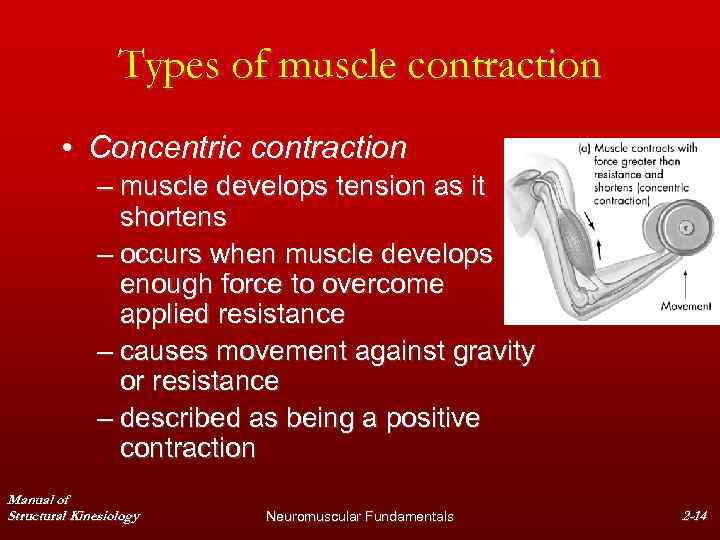 Types of muscle contraction • Concentric contraction – muscle develops tension as it shortens