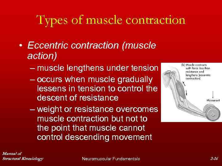 Types of muscle contraction • Eccentric contraction (muscle action) – muscle lengthens under tension