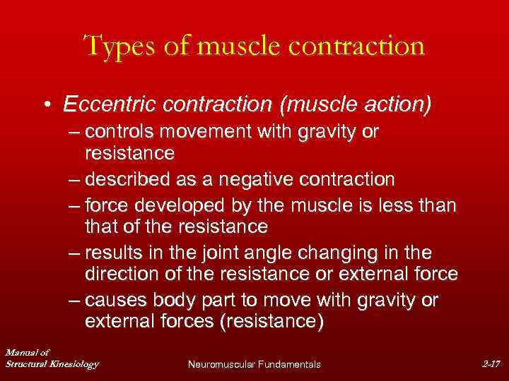 Types of muscle contraction • Eccentric contraction (muscle action) – controls movement with gravity