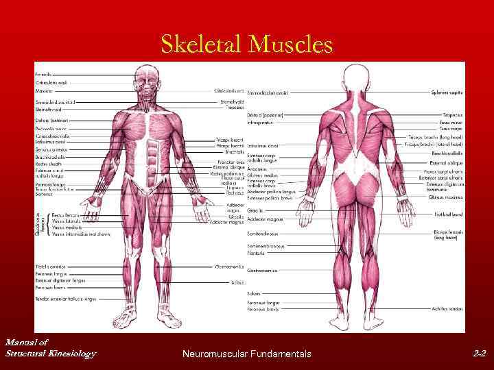 Skeletal Muscles Manual of Structural Kinesiology Neuromuscular Fundamentals 2 -2 