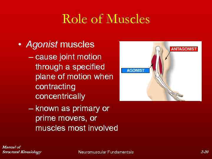 Role of Muscles • Agonist muscles – cause joint motion through a specified plane