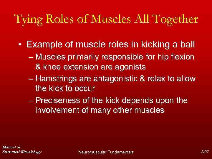 Tying Roles of Muscles All Together • Example of muscle roles in kicking a