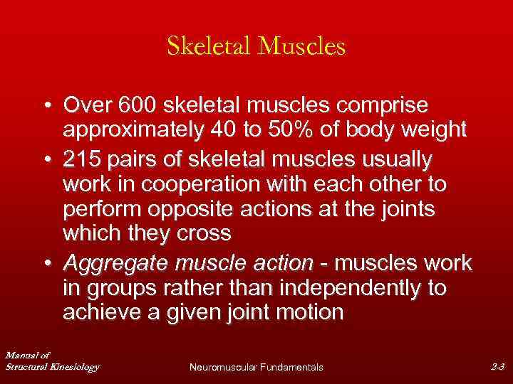 Skeletal Muscles • Over 600 skeletal muscles comprise approximately 40 to 50% of body