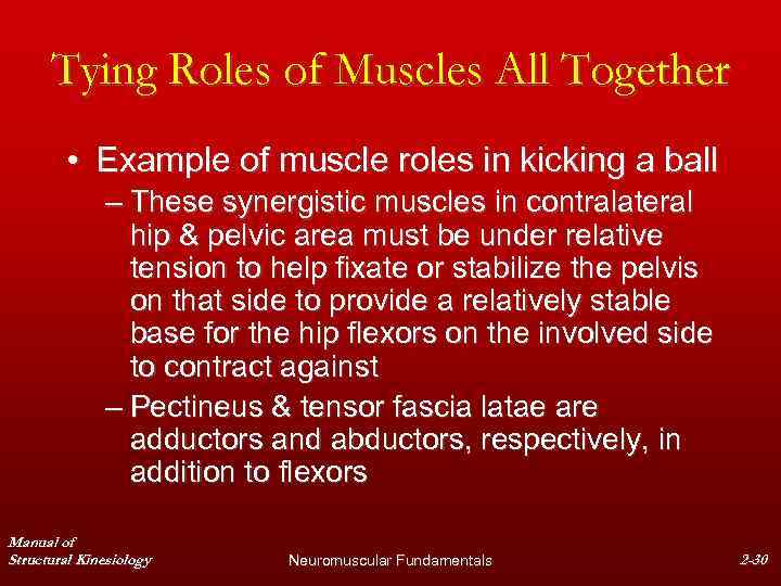 Tying Roles of Muscles All Together • Example of muscle roles in kicking a