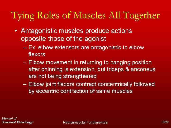 Tying Roles of Muscles All Together • Antagonistic muscles produce actions opposite those of