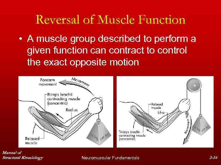 Reversal of Muscle Function • A muscle group described to perform a given function