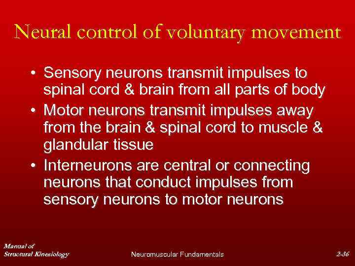 Neural control of voluntary movement • Sensory neurons transmit impulses to spinal cord &