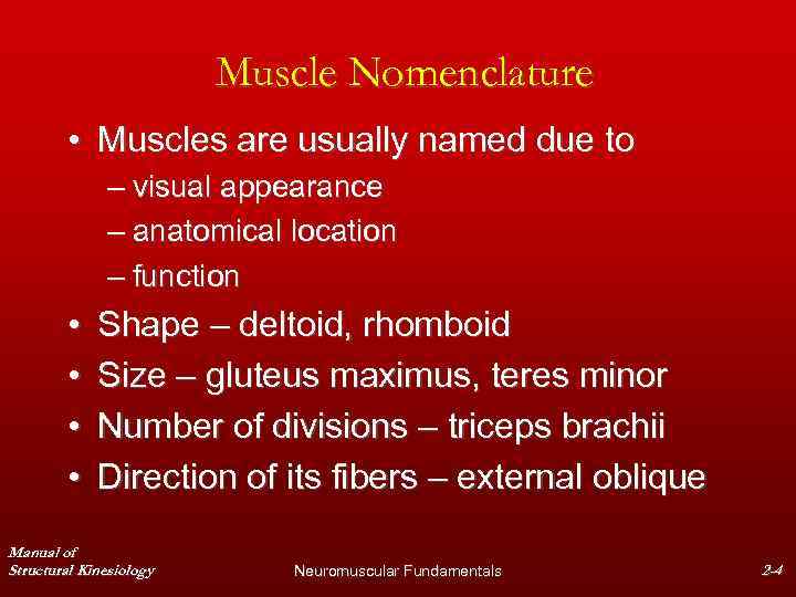 Muscle Nomenclature • Muscles are usually named due to – visual appearance – anatomical