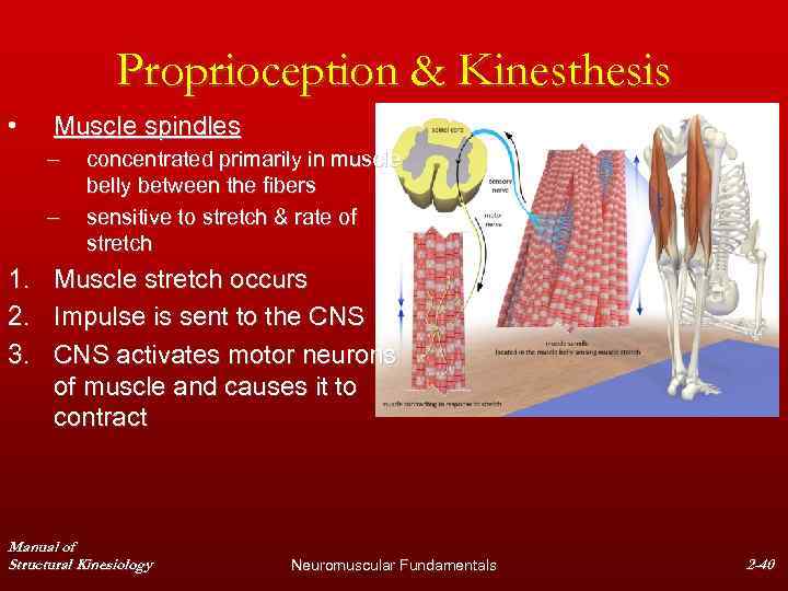 Proprioception & Kinesthesis • Muscle spindles – – 1. 2. 3. concentrated primarily in