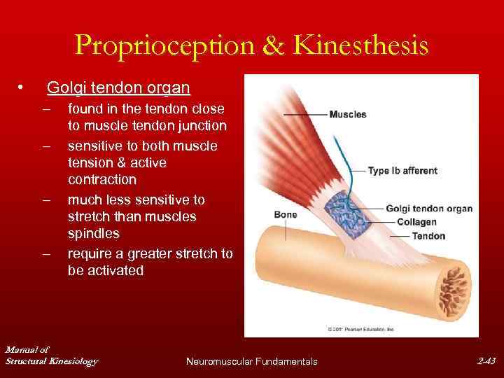 Proprioception & Kinesthesis • Golgi tendon organ – – found in the tendon close