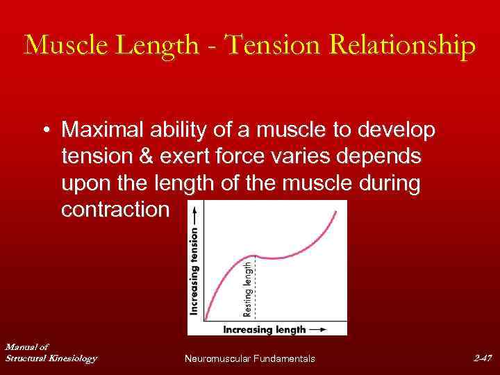 Muscle Length - Tension Relationship • Maximal ability of a muscle to develop tension