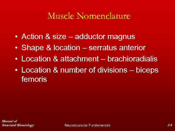 Muscle Nomenclature • • Action & size – adductor magnus Shape & location –