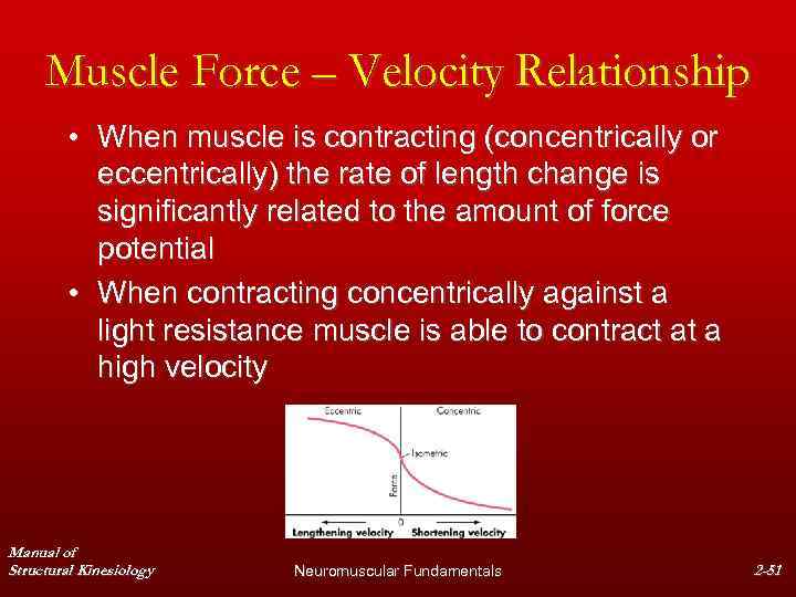 Muscle Force – Velocity Relationship • When muscle is contracting (concentrically or eccentrically) the