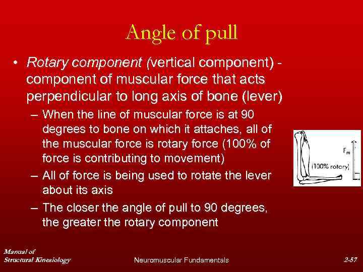 Angle of pull • Rotary component (vertical component) component of muscular force that acts