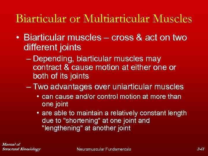 Biarticular or Multiarticular Muscles • Biarticular muscles – cross & act on two different