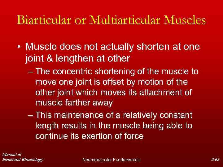 Biarticular or Multiarticular Muscles • Muscle does not actually shorten at one joint &