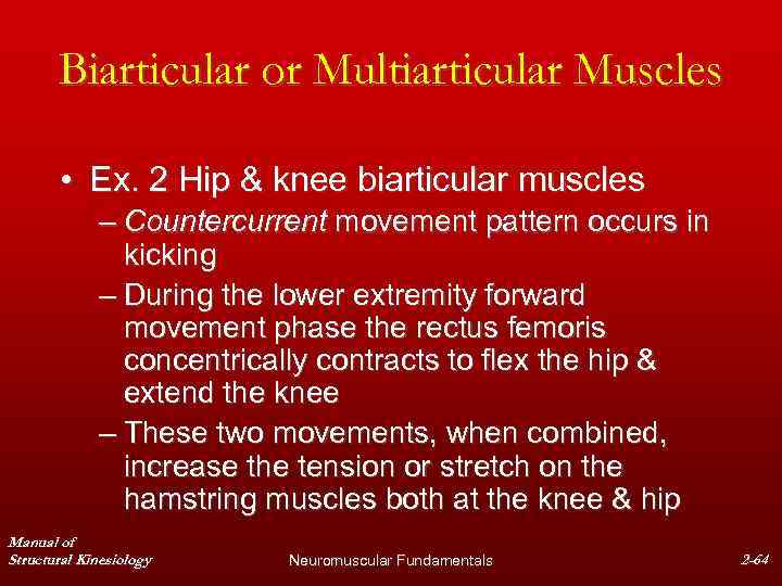 Biarticular or Multiarticular Muscles • Ex. 2 Hip & knee biarticular muscles – Countercurrent