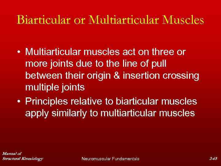 Biarticular or Multiarticular Muscles • Multiarticular muscles act on three or more joints due