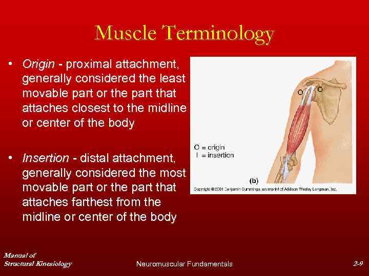 Muscle Terminology • Origin - proximal attachment, generally considered the least movable part or