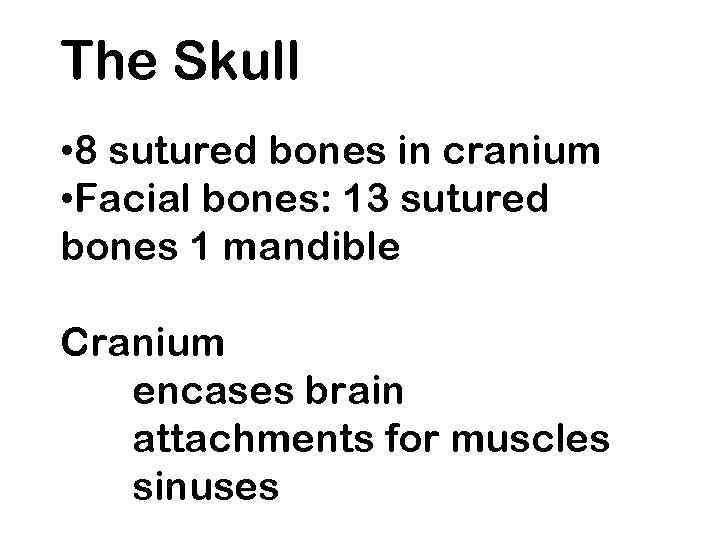 The Skull • 8 sutured bones in cranium • Facial bones: 13 sutured bones