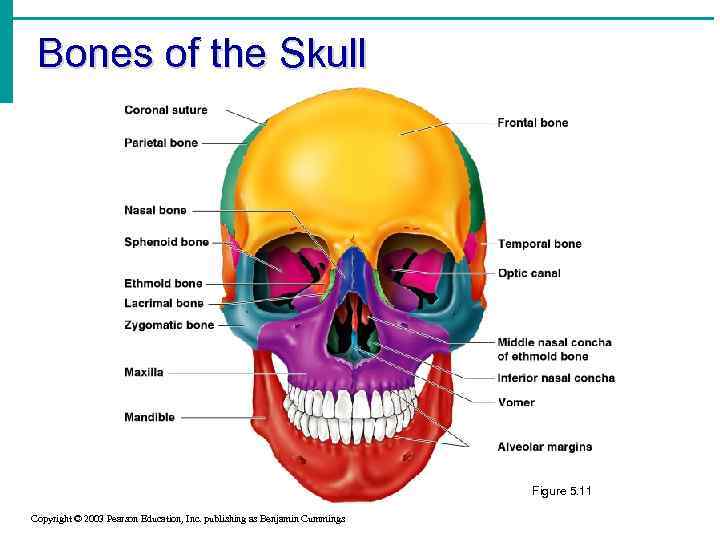 Bones of the Skull Figure 5. 11 Copyright © 2003 Pearson Education, Inc. publishing