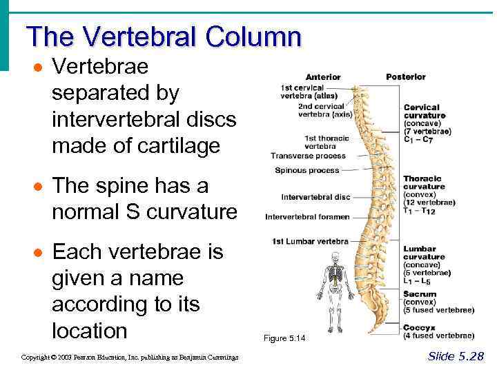The Vertebral Column · Vertebrae separated by intervertebral discs made of cartilage · The