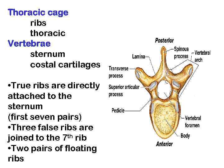Thoracic cage ribs thoracic Vertebrae sternum costal cartilages • True ribs are directly attached