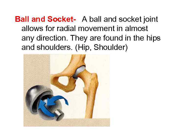 Ball and Socket-  A ball and socket joint allows for radial movement in almost