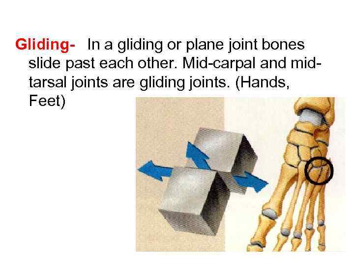 Gliding-  In a gliding or plane joint bones slide past each other. Mid-carpal and