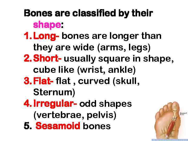 Bones are classified by their shape: 1. Long- bones are longer than they are