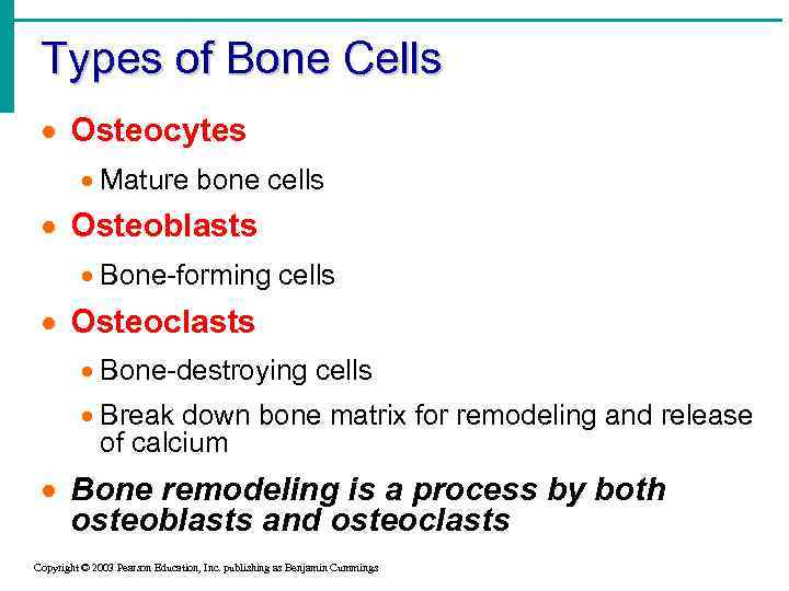 Types of Bone Cells · Osteocytes · Mature bone cells · Osteoblasts · Bone-forming
