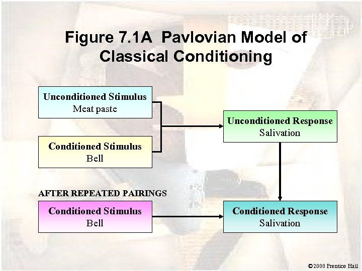 Figure 7. 1 A Pavlovian Model of Classical Conditioning Unconditioned Stimulus Meat paste Unconditioned