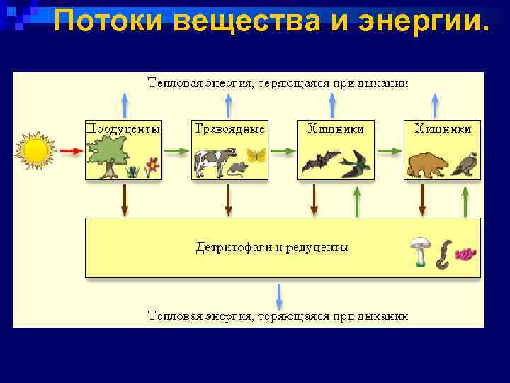 Потоки вещества и энергии. 