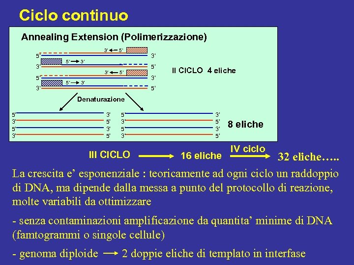 Ciclo continuo Annealing Extension (Polimerizzazione) 5’ 3’ 3’ 3’ 5’ 3’ II CICLO 4