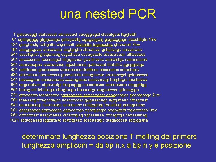 una nested PCR 1 gatcacaggt ctatcaccct attaaccact cacgggagct ctccatgcat ttggtatttt 61 cgtctggggg gtgtgcacgc gatagcattg