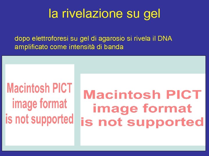 la rivelazione su gel dopo elettroforesi su gel di agarosio si rivela il DNA