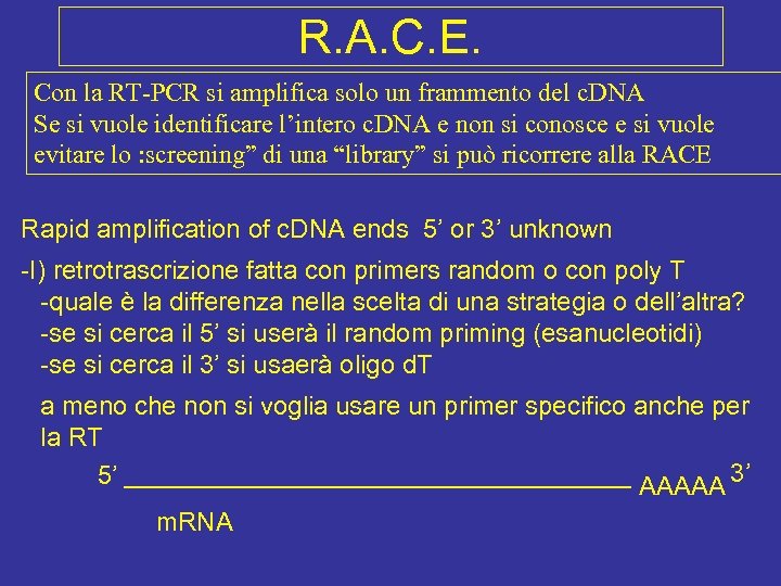 R. A. C. E. Con la RT-PCR si amplifica solo un frammento del c.