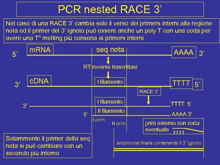 PCR nested RACE 3’ Nel caso di una RACE 3’ cambia solo il verso