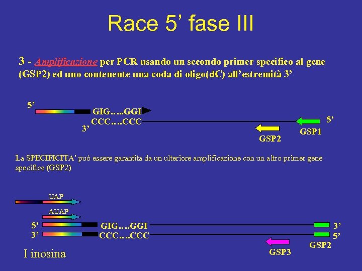 Race 5’ fase III 3 - Amplificazione per PCR usando un secondo primer specifico