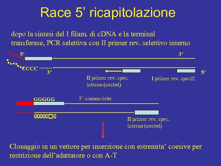 Race 5’ ricapitolazione dopo la sintesi del I filam. di c. DNA e la